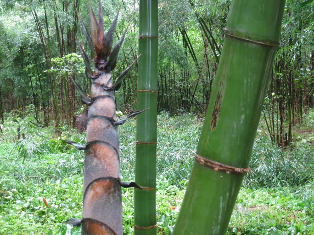 Wabo Bambus